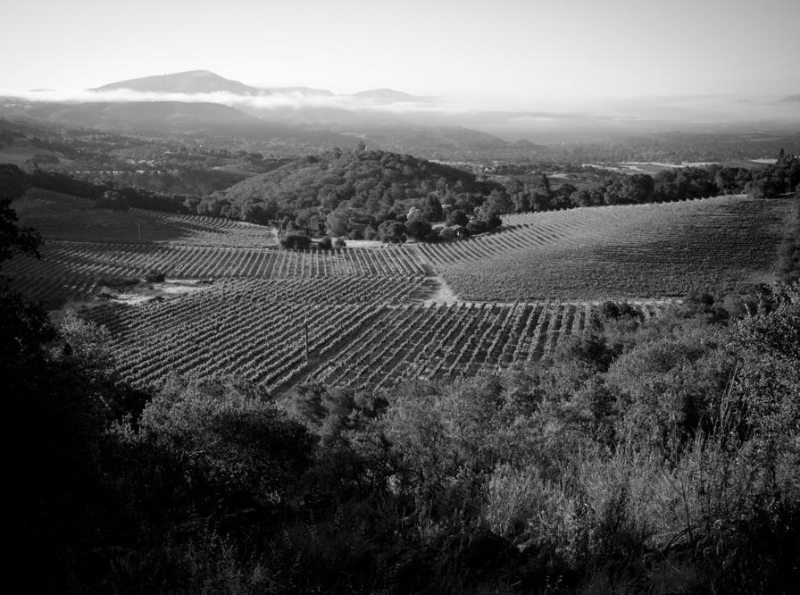 White Rock Vineyards